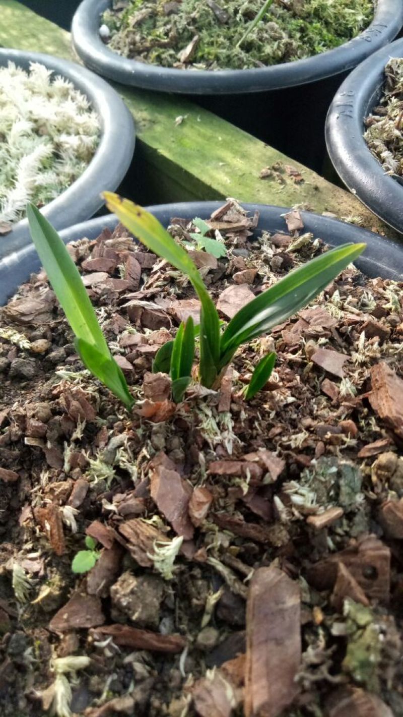 兰花