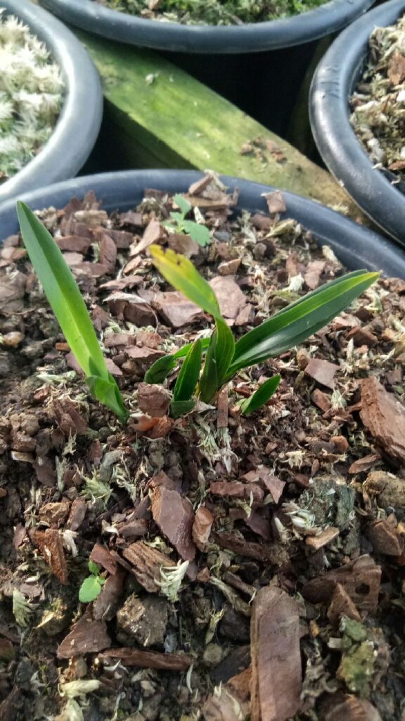 兰花