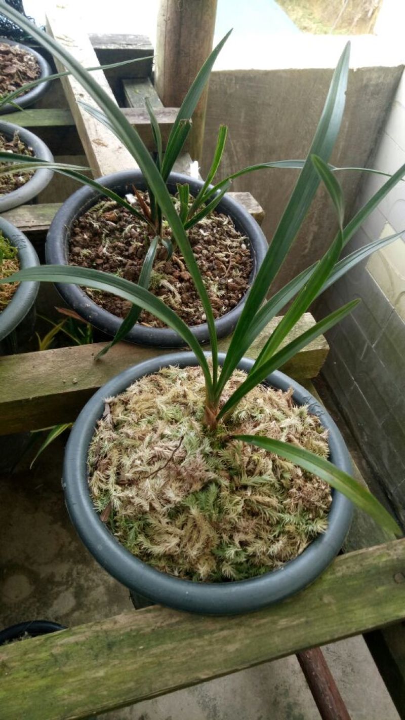 兰花