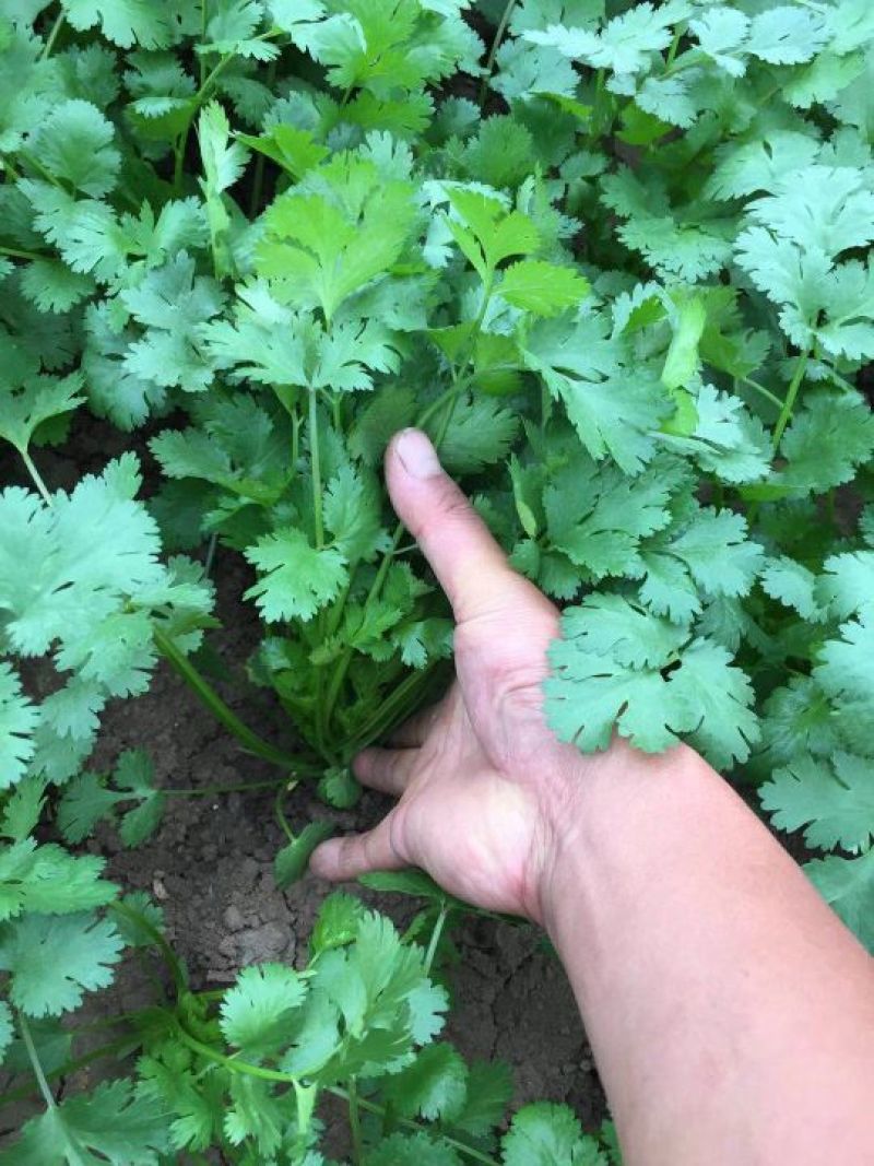 大叶香菜25~30厘米以上，一手货源，基地直供整车直发