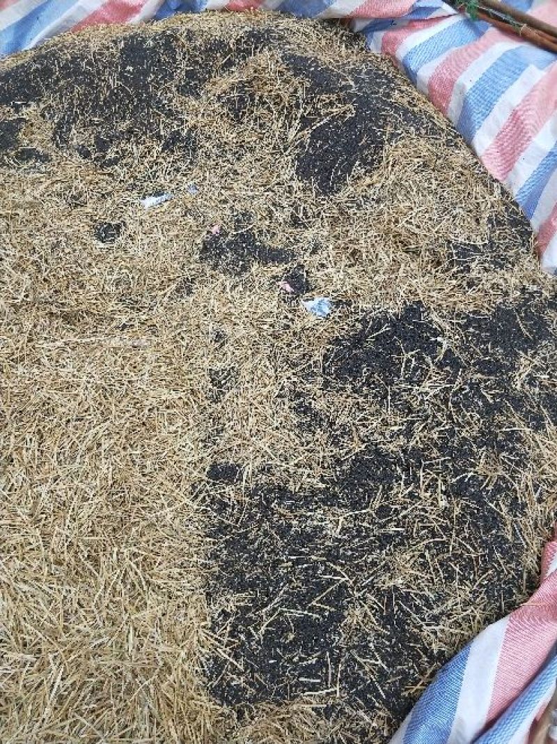 甘蓝型油菜籽1级