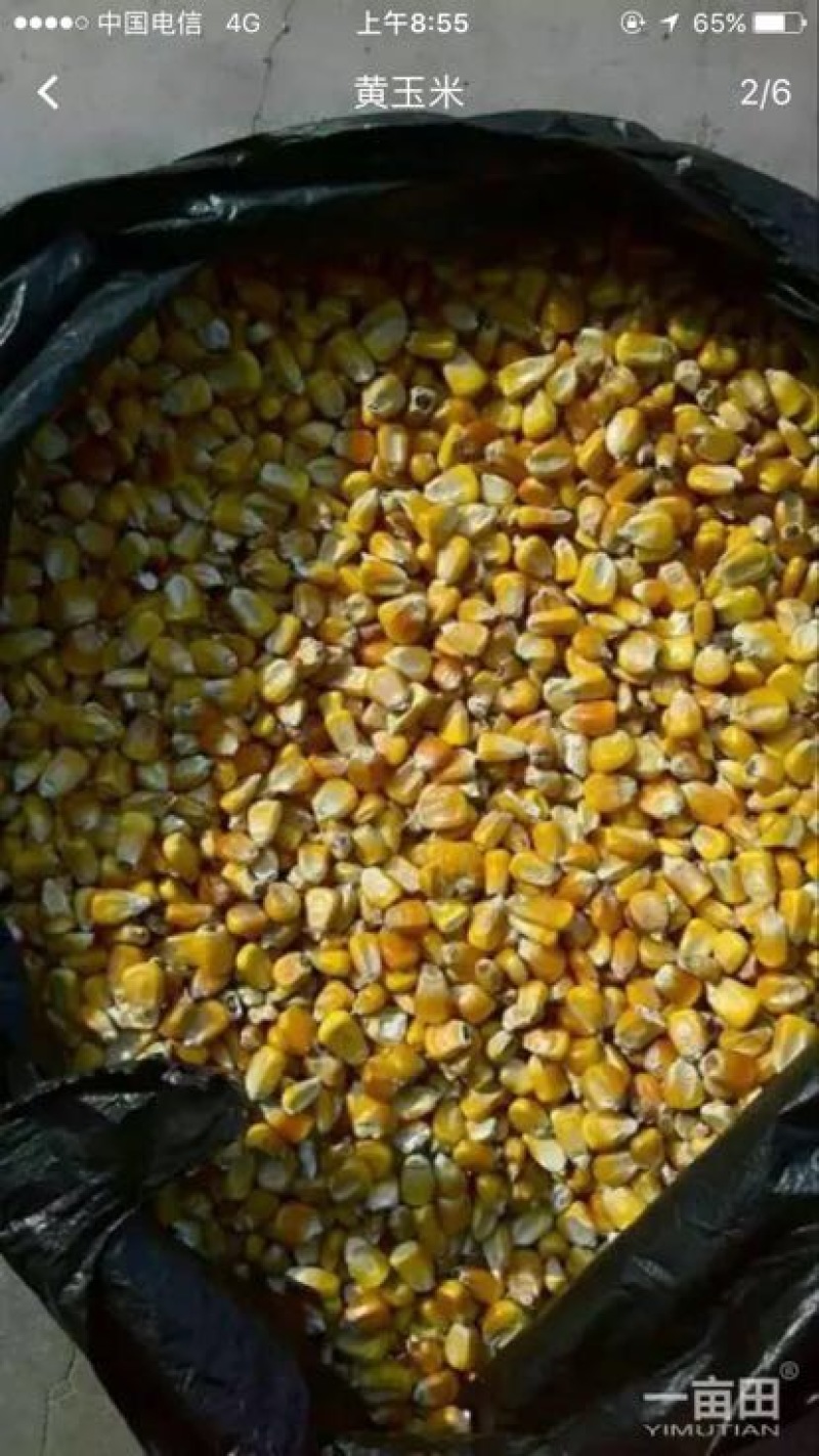 黄玉米14~16%