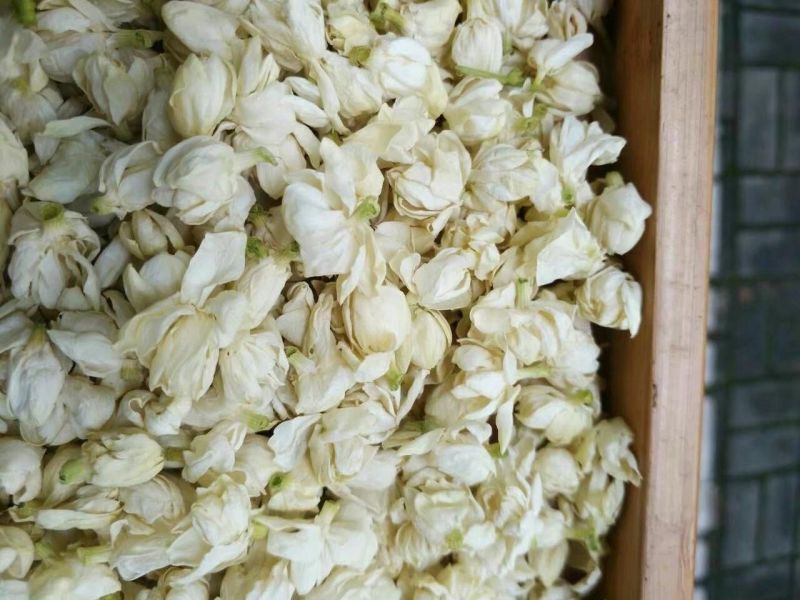茉莉花苞茉莉花雪球花干茉莉花苞茶横县茉莉花干