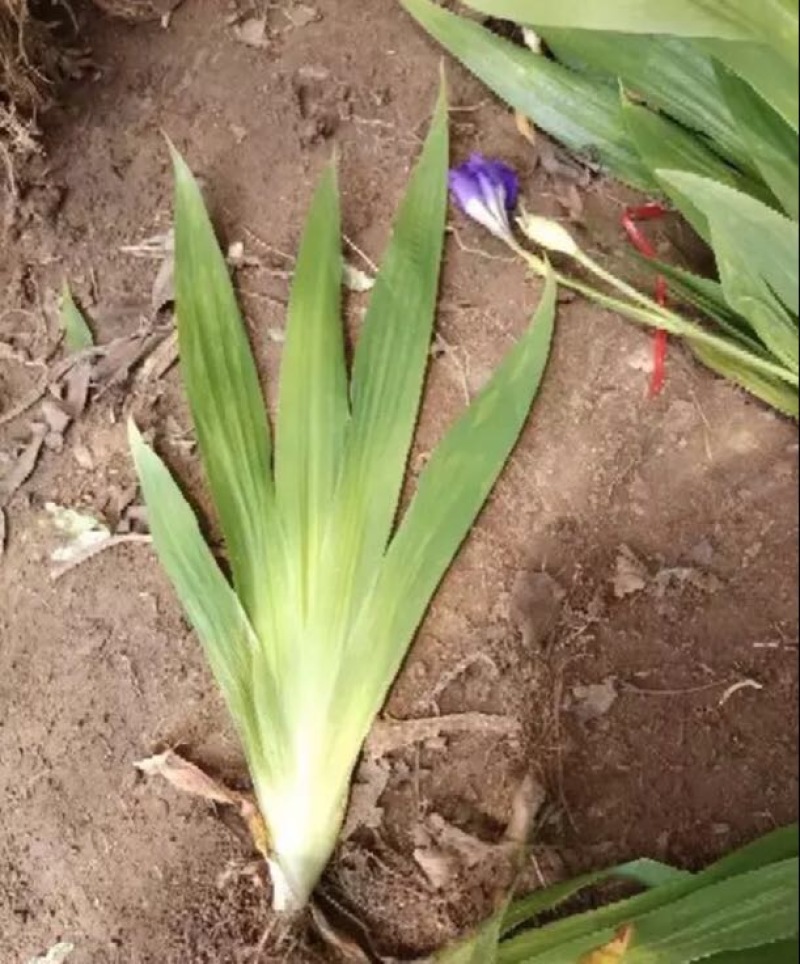 蓝花鸢尾不含盆