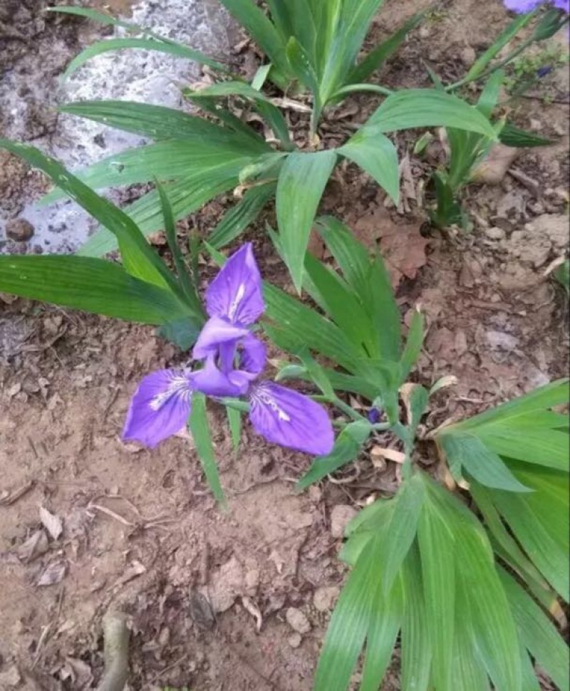 蓝花鸢尾不含盆