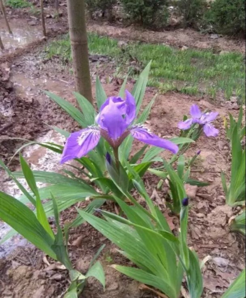 蓝花鸢尾不含盆
