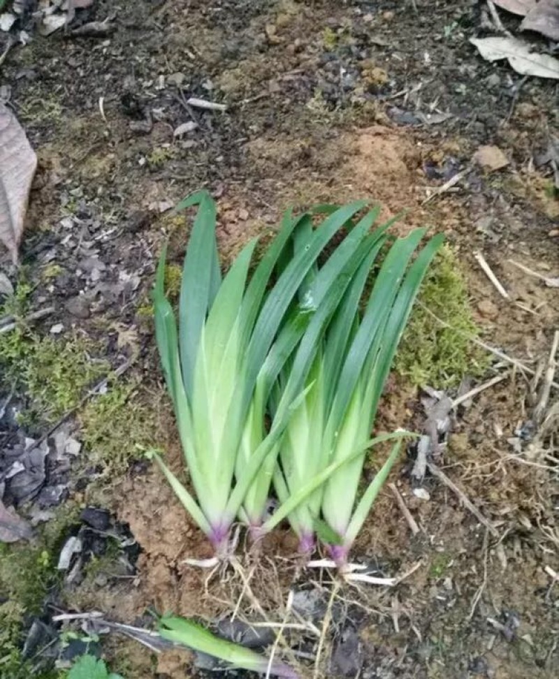 蓝花鸢尾不含盆