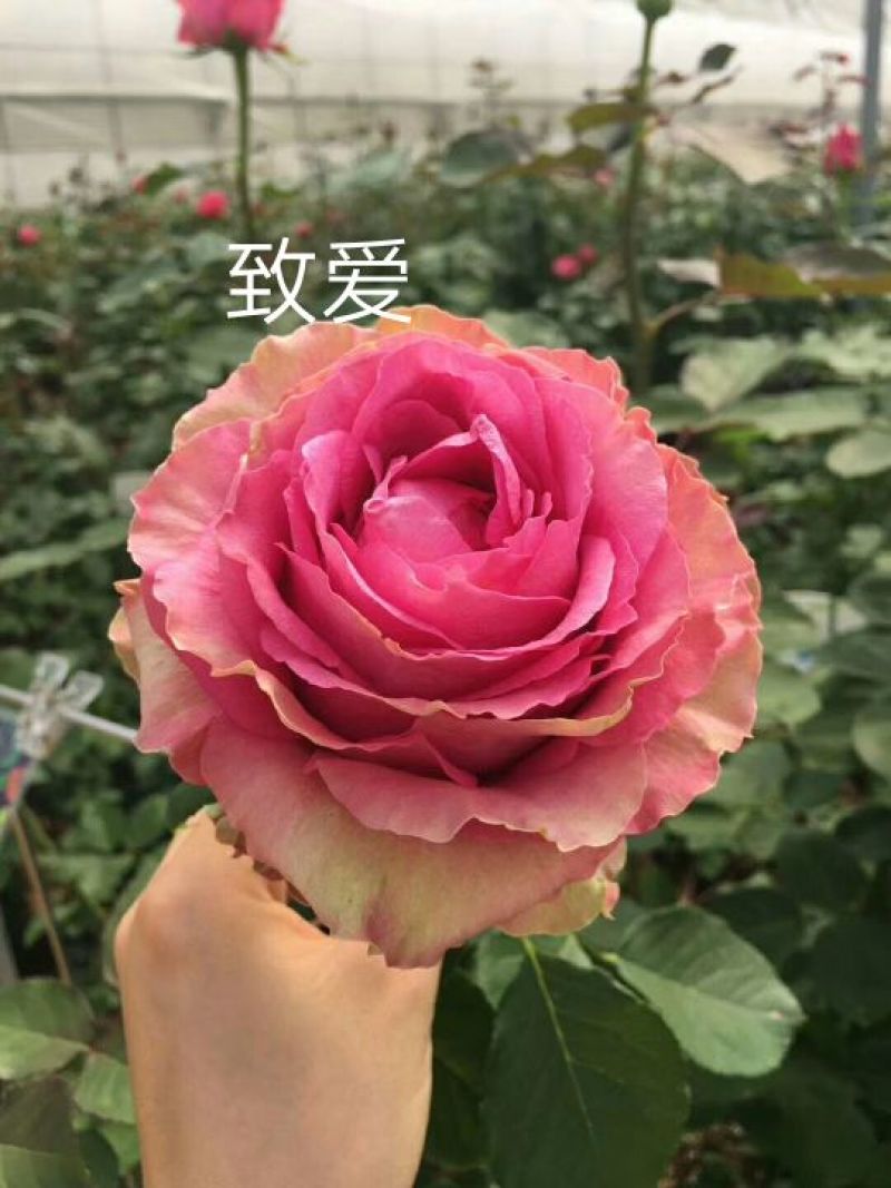 基地直供，量大从优