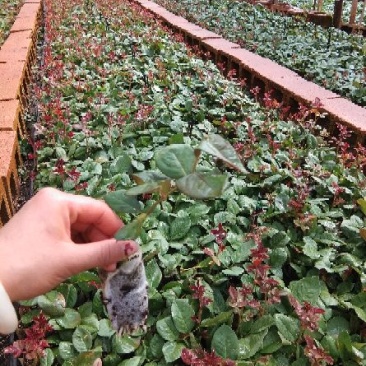 基地直供，量大从优