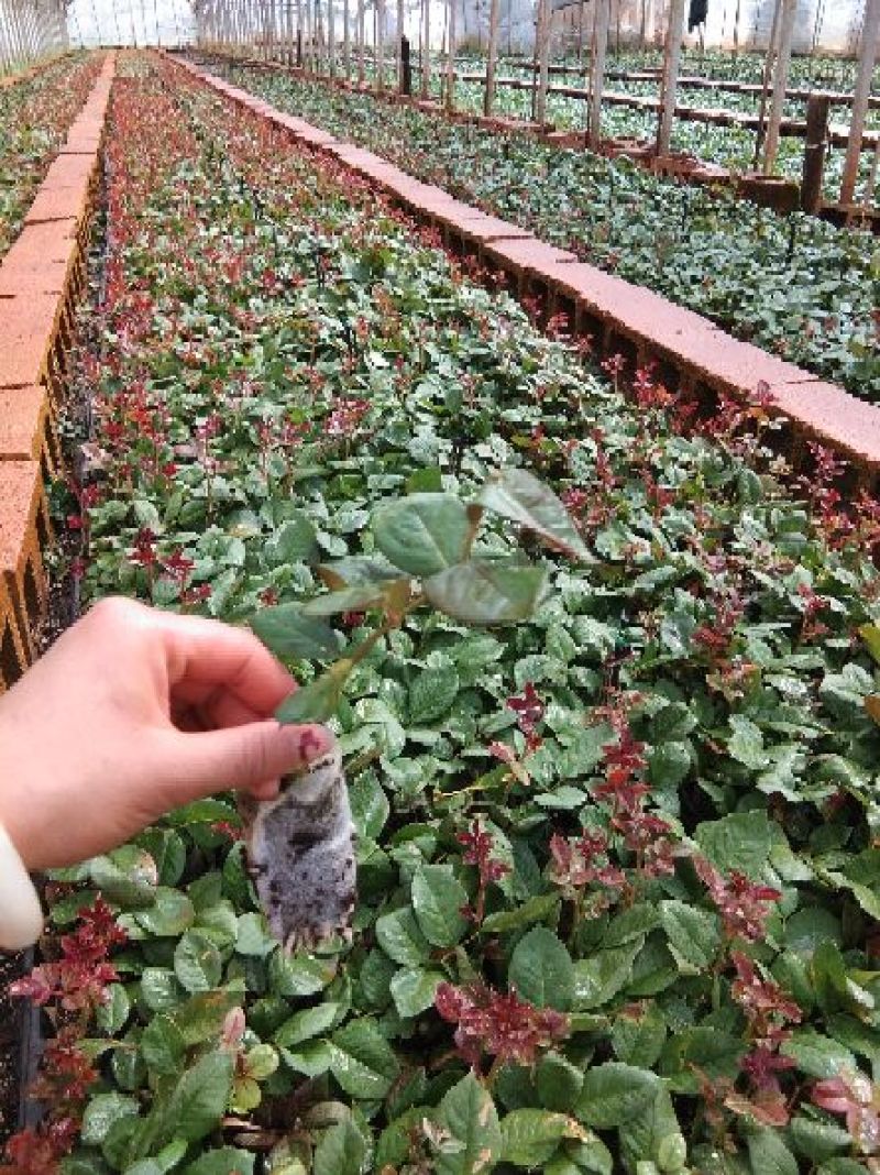 基地直供，量大从优
