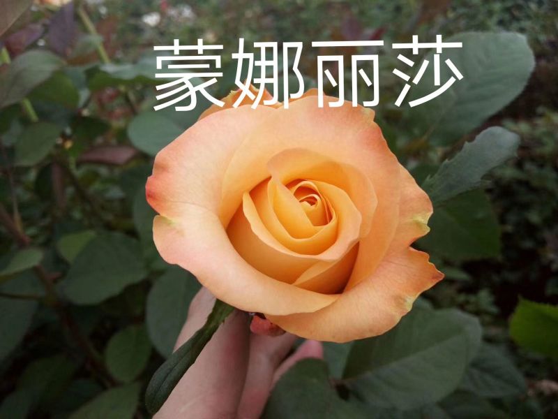 基地直供，量大从优