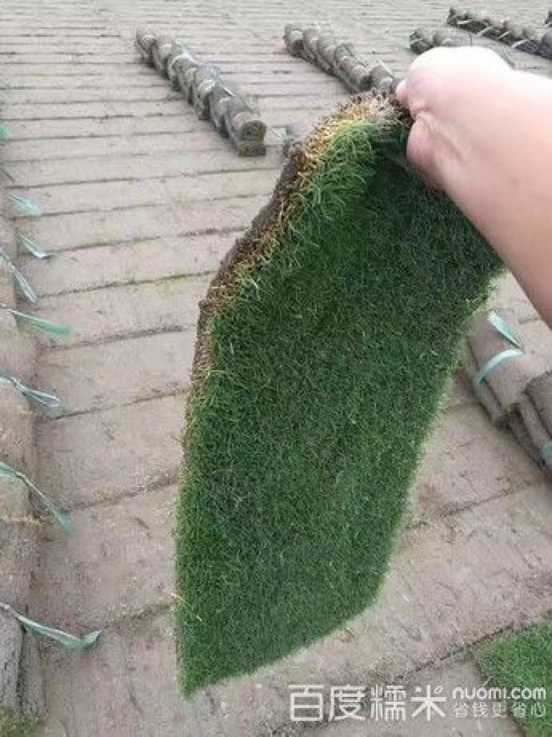草皮
