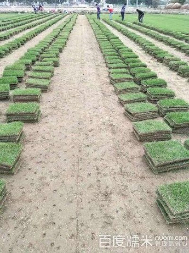草皮
