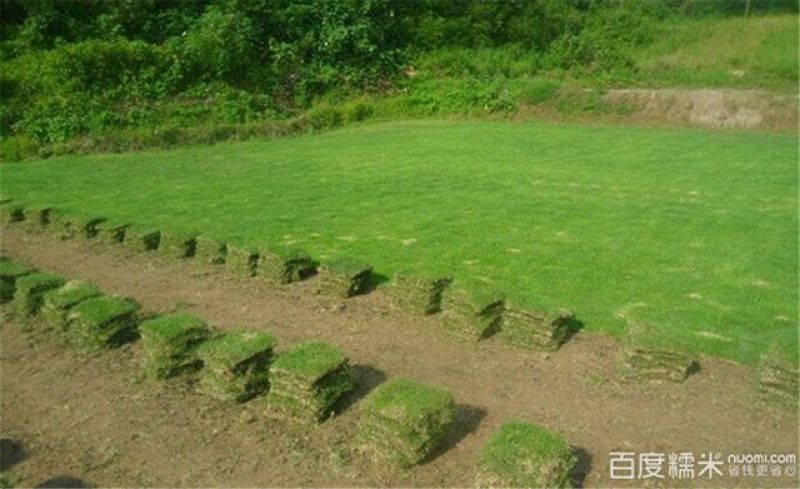 草皮