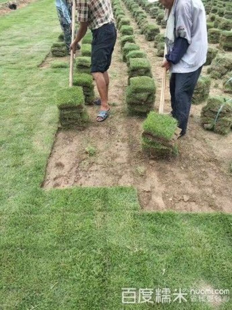 草皮