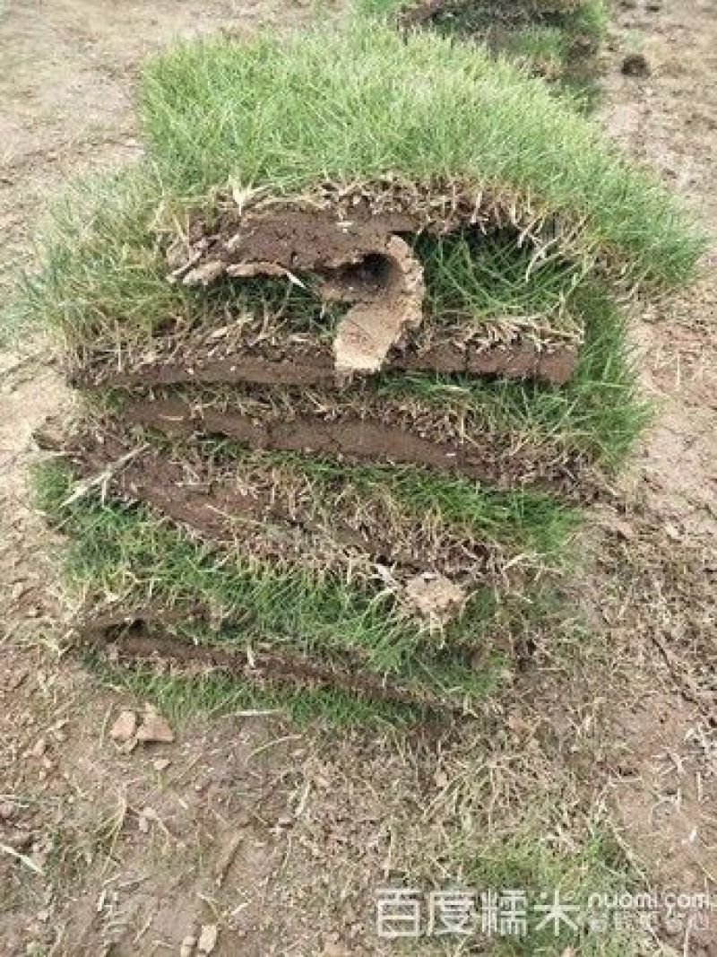 草皮
