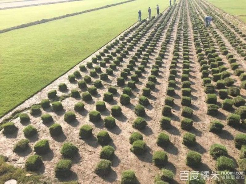 草皮