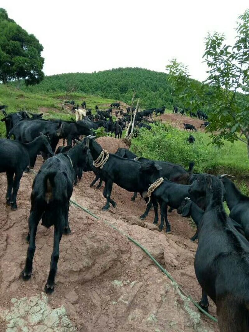 金堂黑山羊