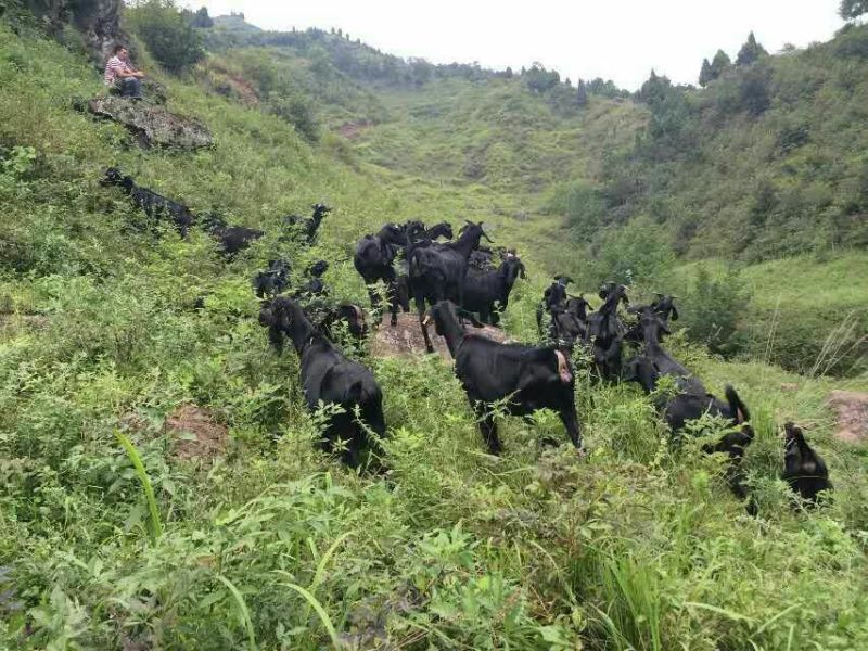 金堂黑山羊