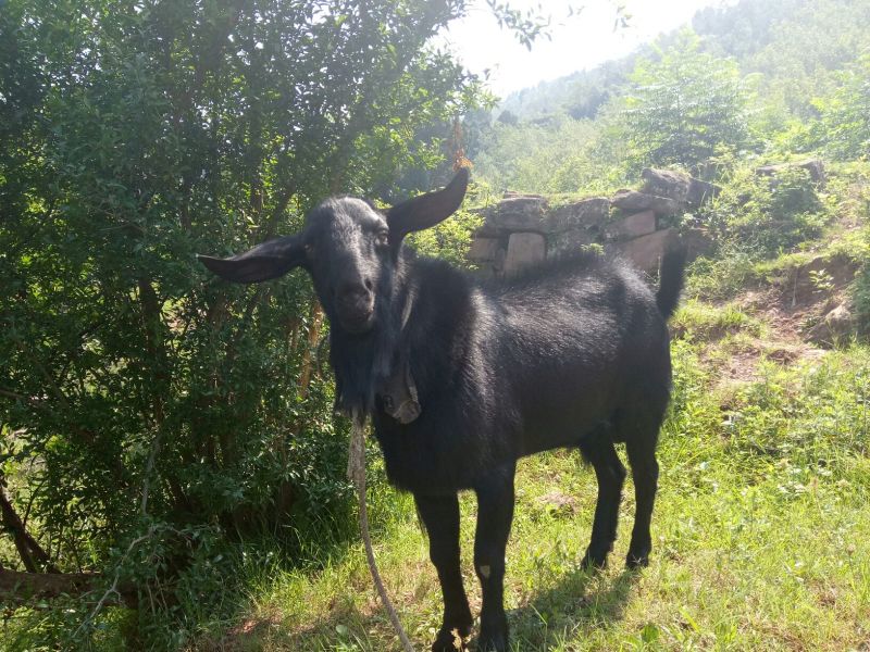 金堂黑山羊