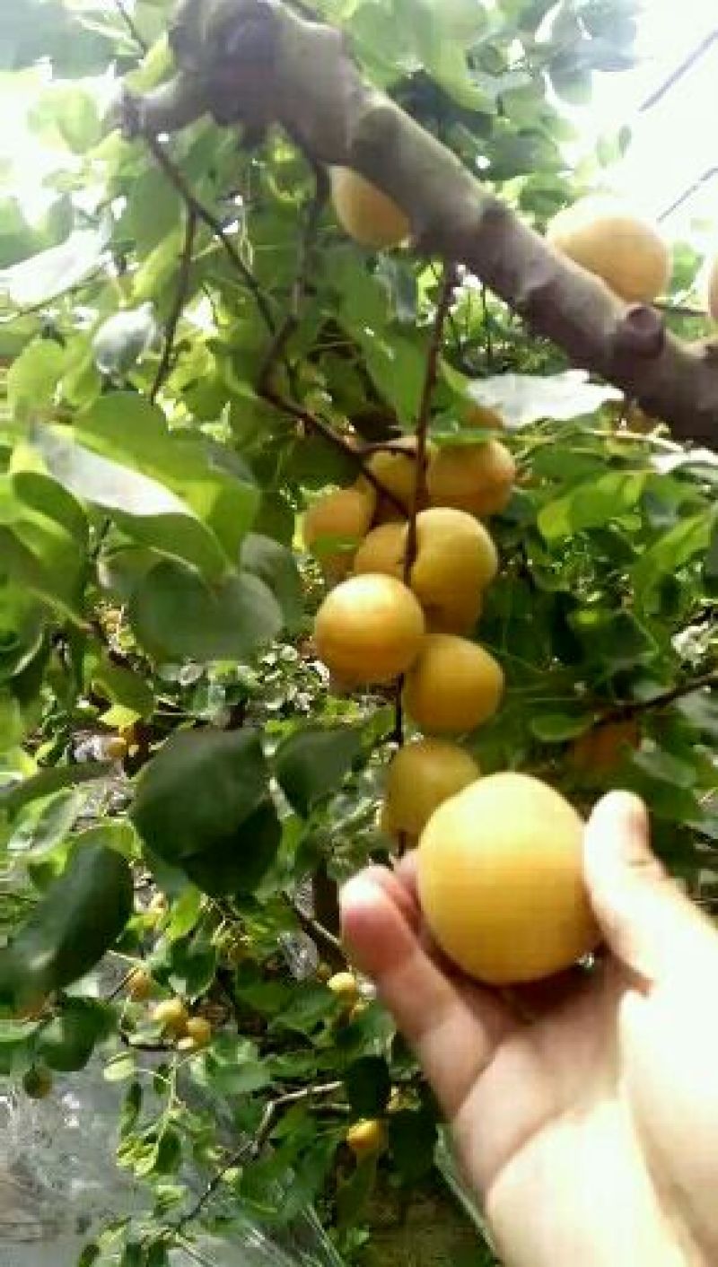 陕西金太阳杏价格