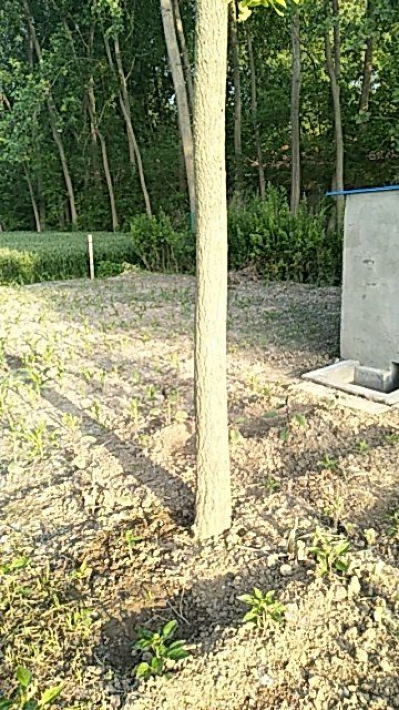 银杏