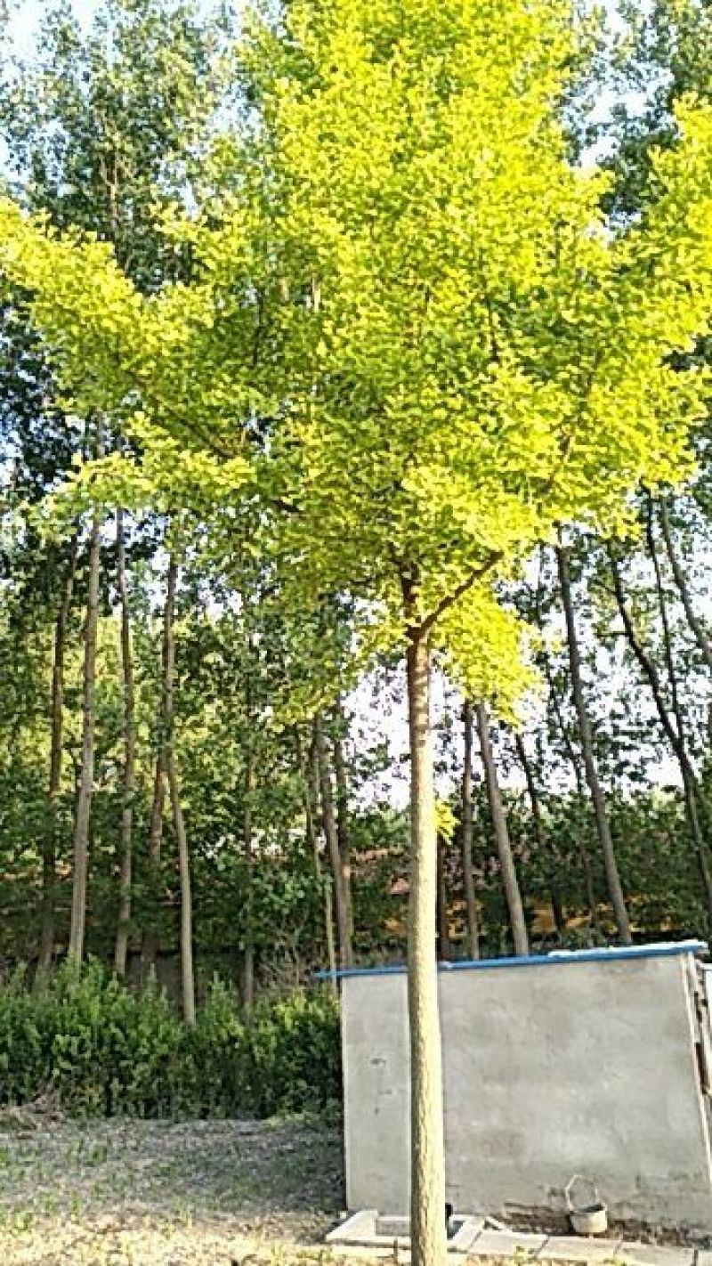 银杏