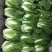 大白菜4~6斤毛菜