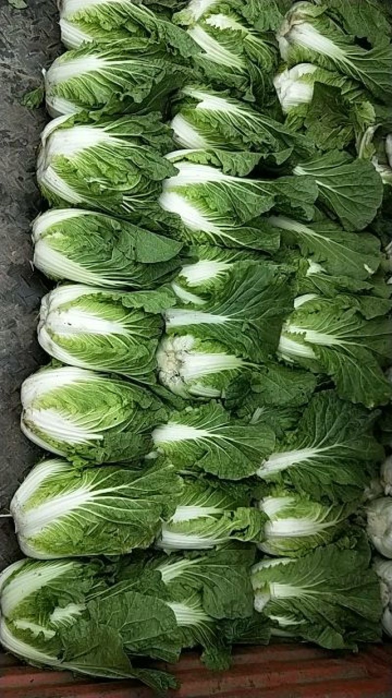 大白菜4~6斤毛菜