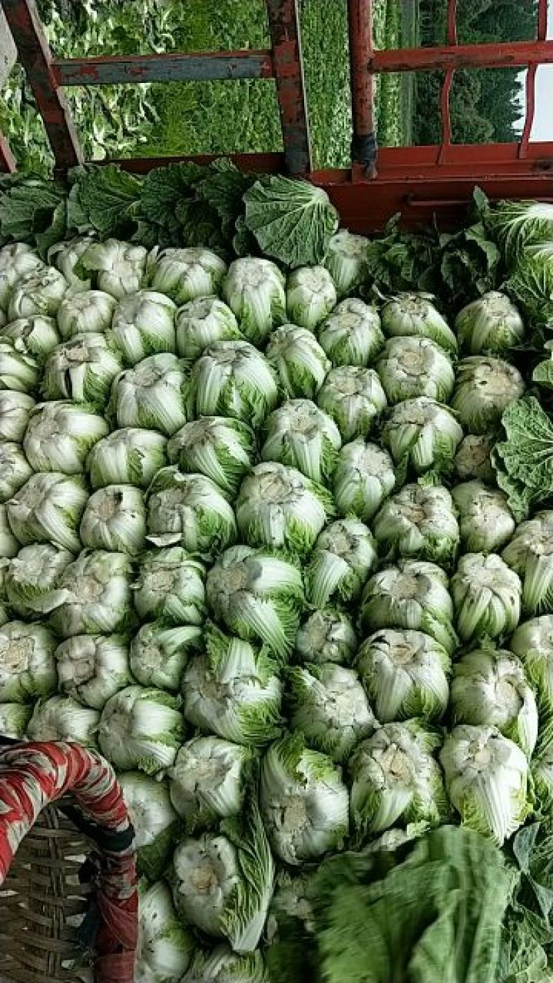 大白菜4~6斤毛菜