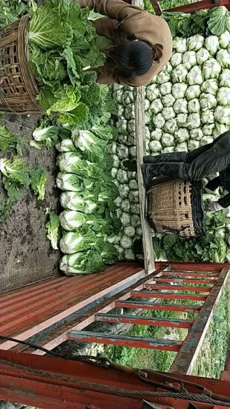 大白菜4~6斤毛菜