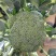 西兰花0.8~1.2斤，西兰花，西兰花，西兰花