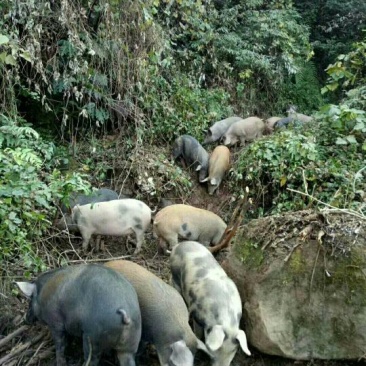 生态跑山黑猪！