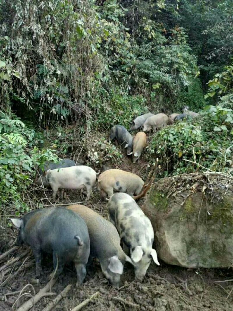 生态跑山黑猪！