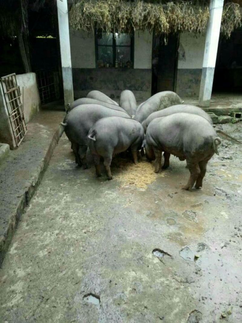 生态跑山黑猪！
