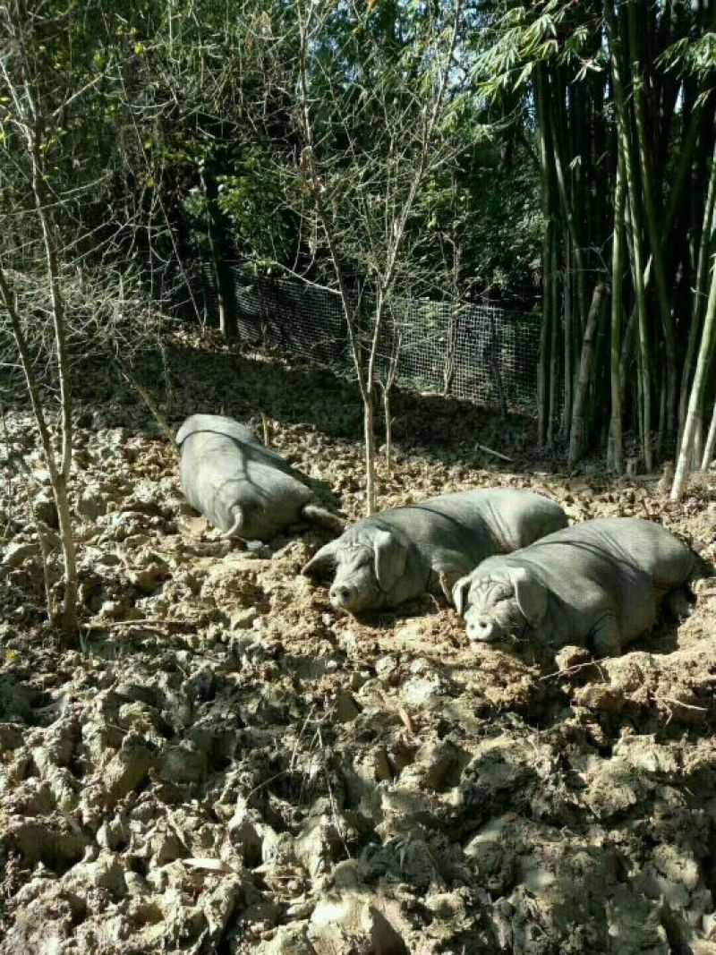 生态跑山黑猪！