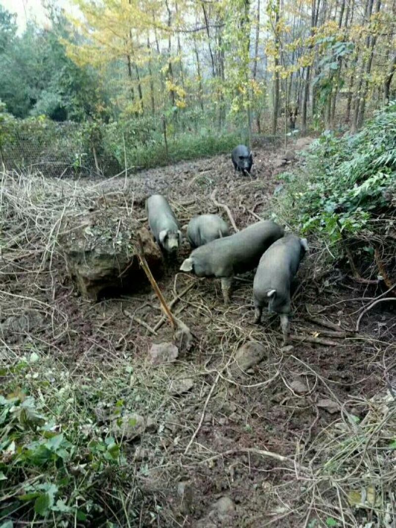 生态跑山黑猪！