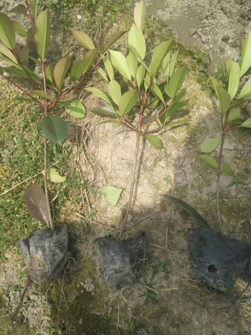 红叶石楠
