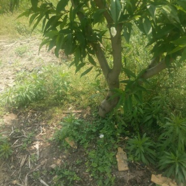 大量出售桃树苹果树等