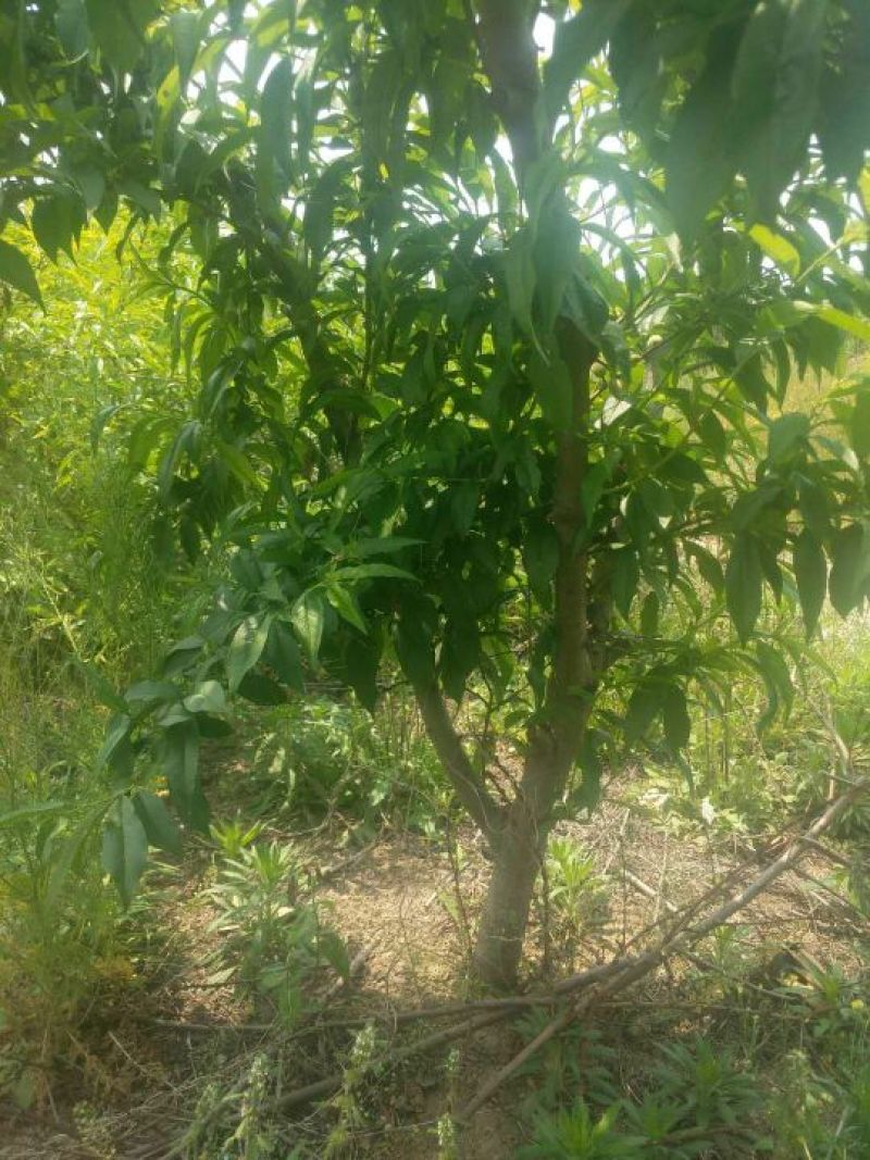 大量出售桃树苹果树等