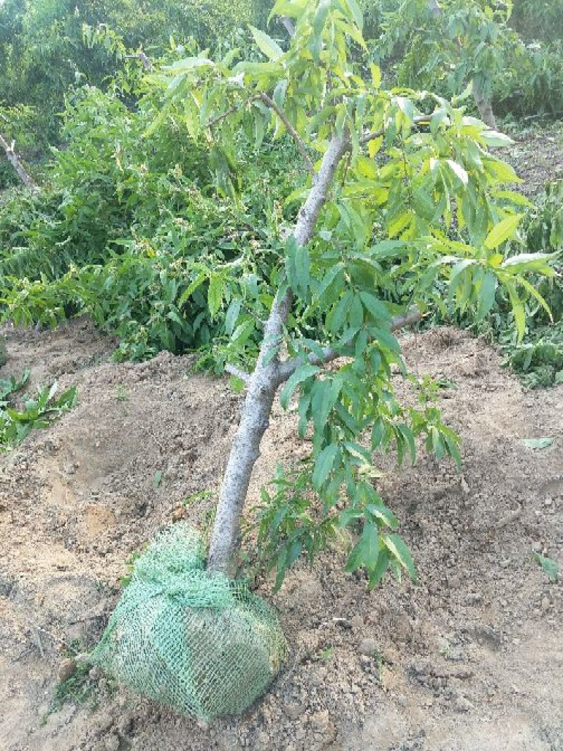 大量出售桃树苹果树等
