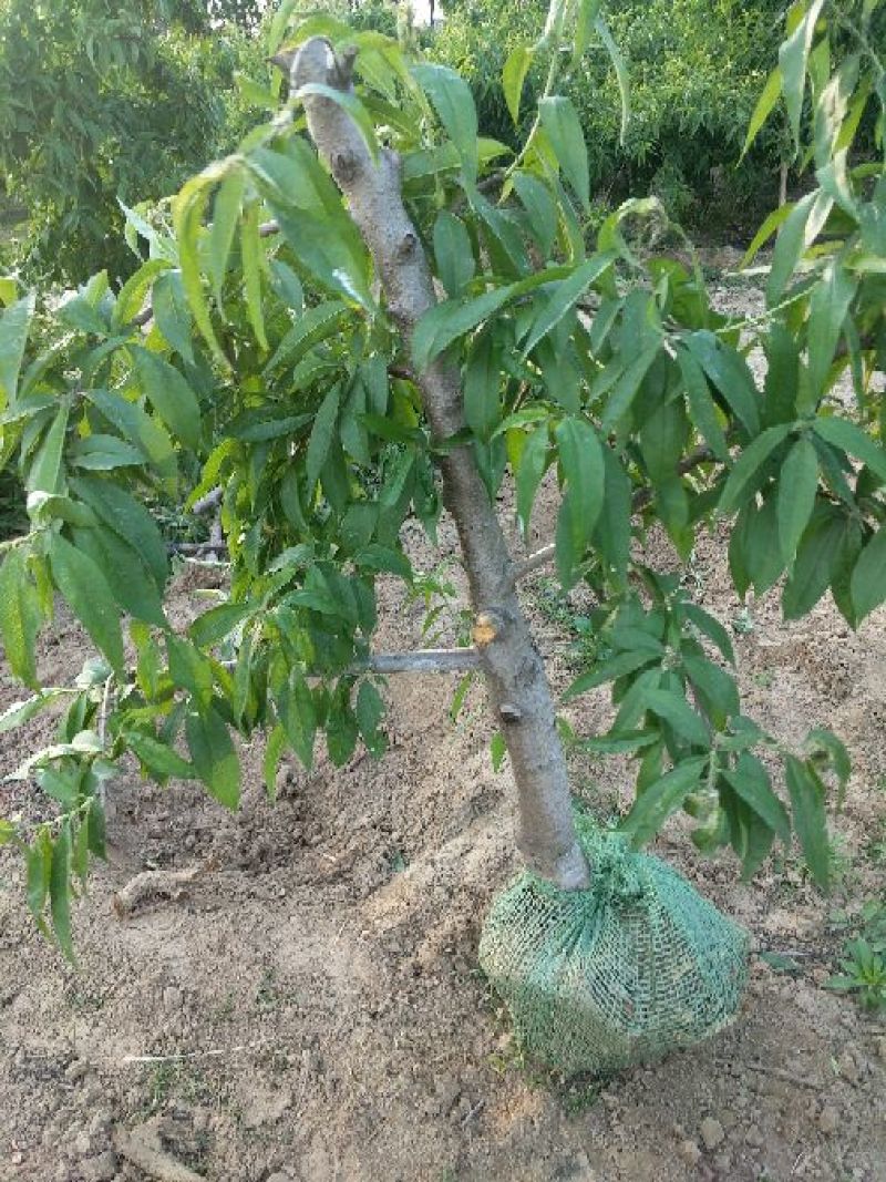 大量出售桃树苹果树等