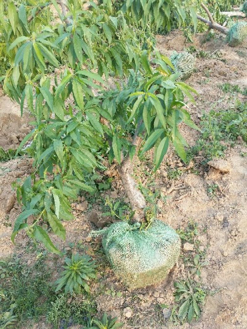 大量出售桃树苹果树等