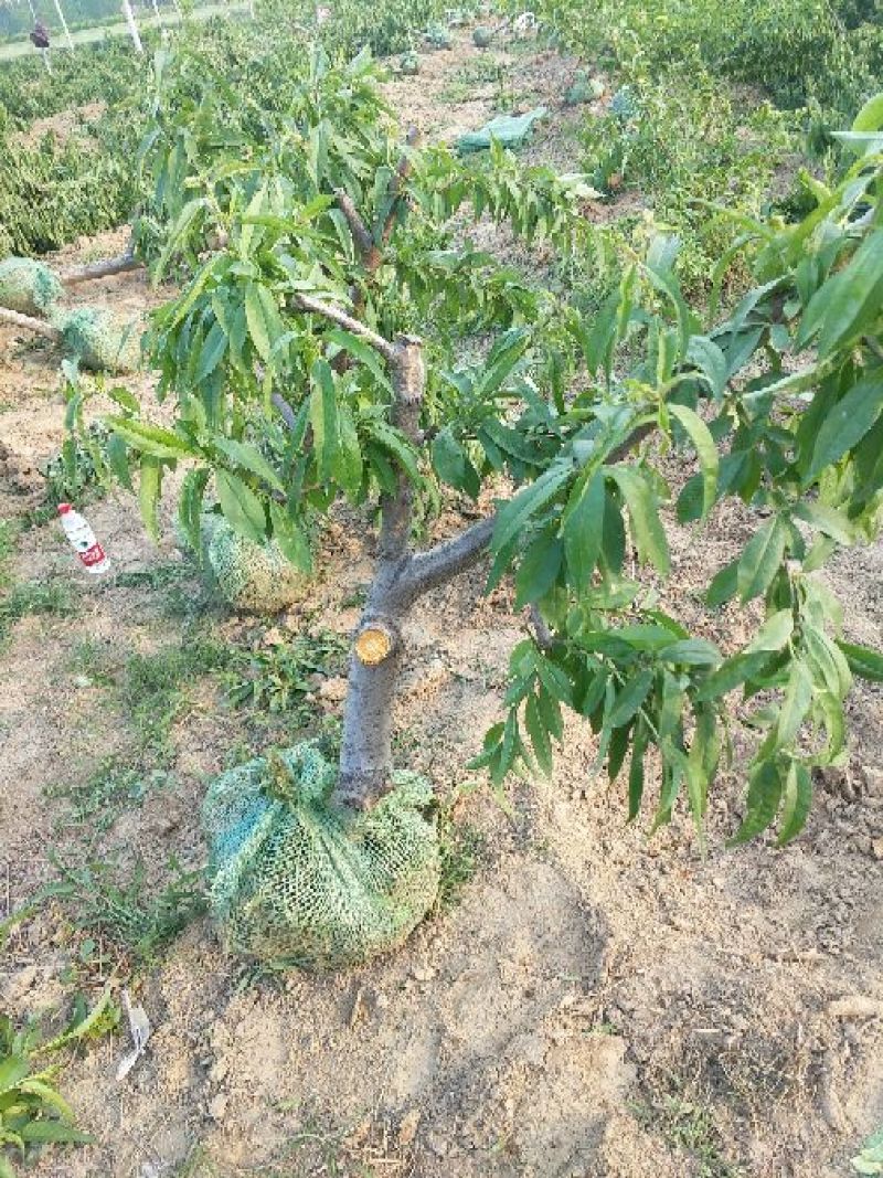 大量出售桃树苹果树等
