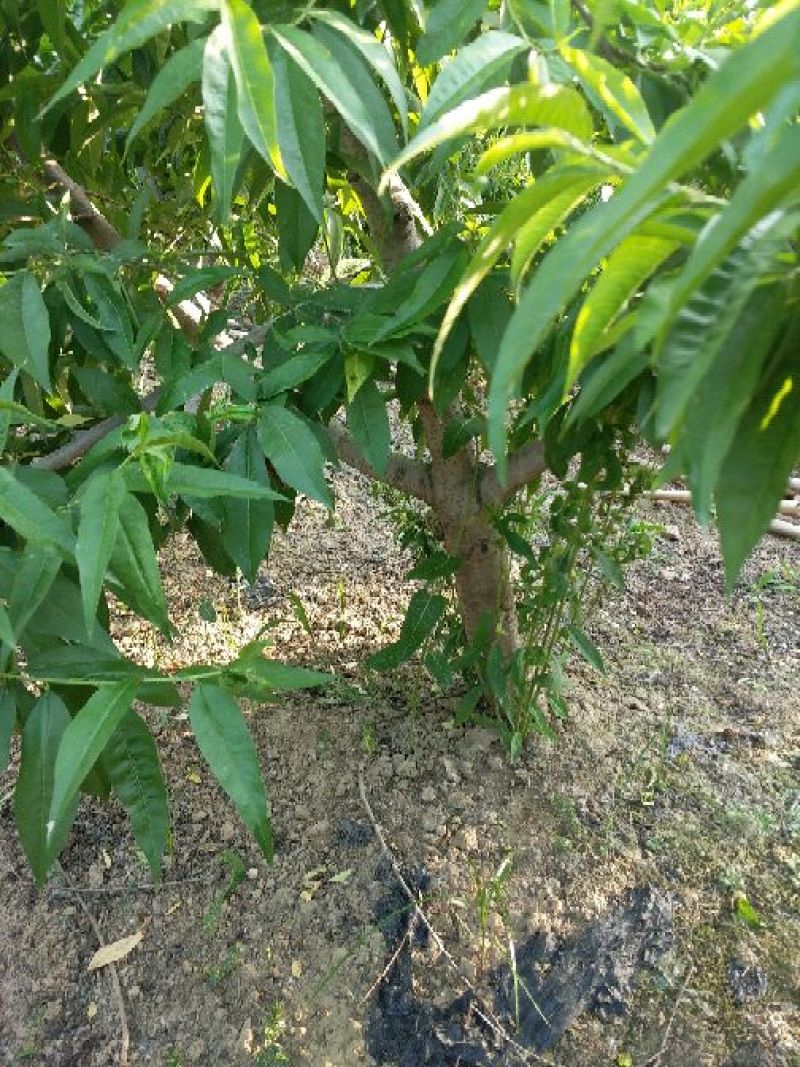 大量出售桃树苹果树等