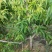 大量出售桃树苹果树等