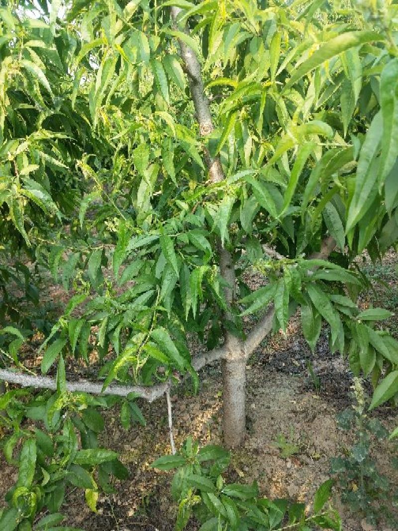大量出售桃树苹果树等