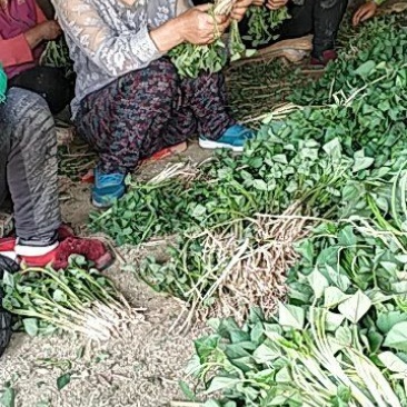 早丰一号，龙薯九，西瓜红，烟薯25，济薯26品种多质量好