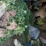 早丰一号，龙薯九，西瓜红，烟薯25，济薯26品种多质量好