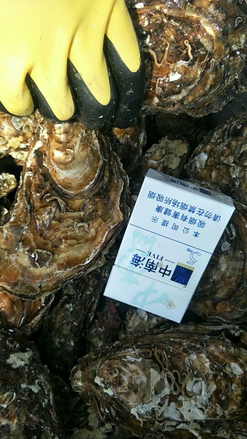 生蚝苗三两以下